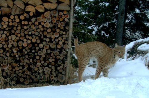 Markierender Luchs im Schnee