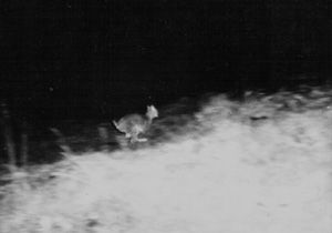 Schwarz-weiss Bild von einer Luchsfreilassung in den 1970er Jahren