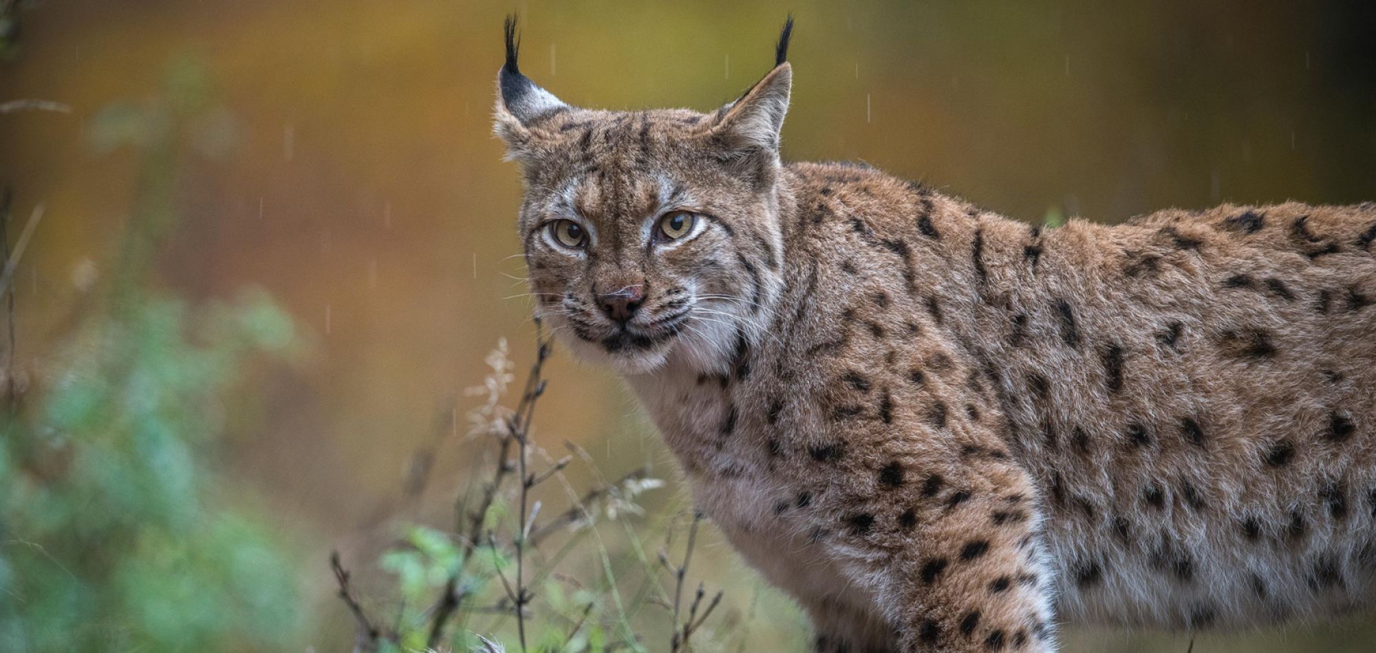 Luchs frontal im Regen