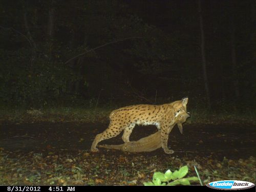 Luchs mit Reh