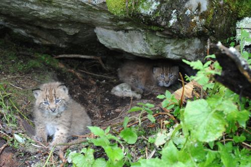Zwei Luchsjungen gucken aus der Höhle