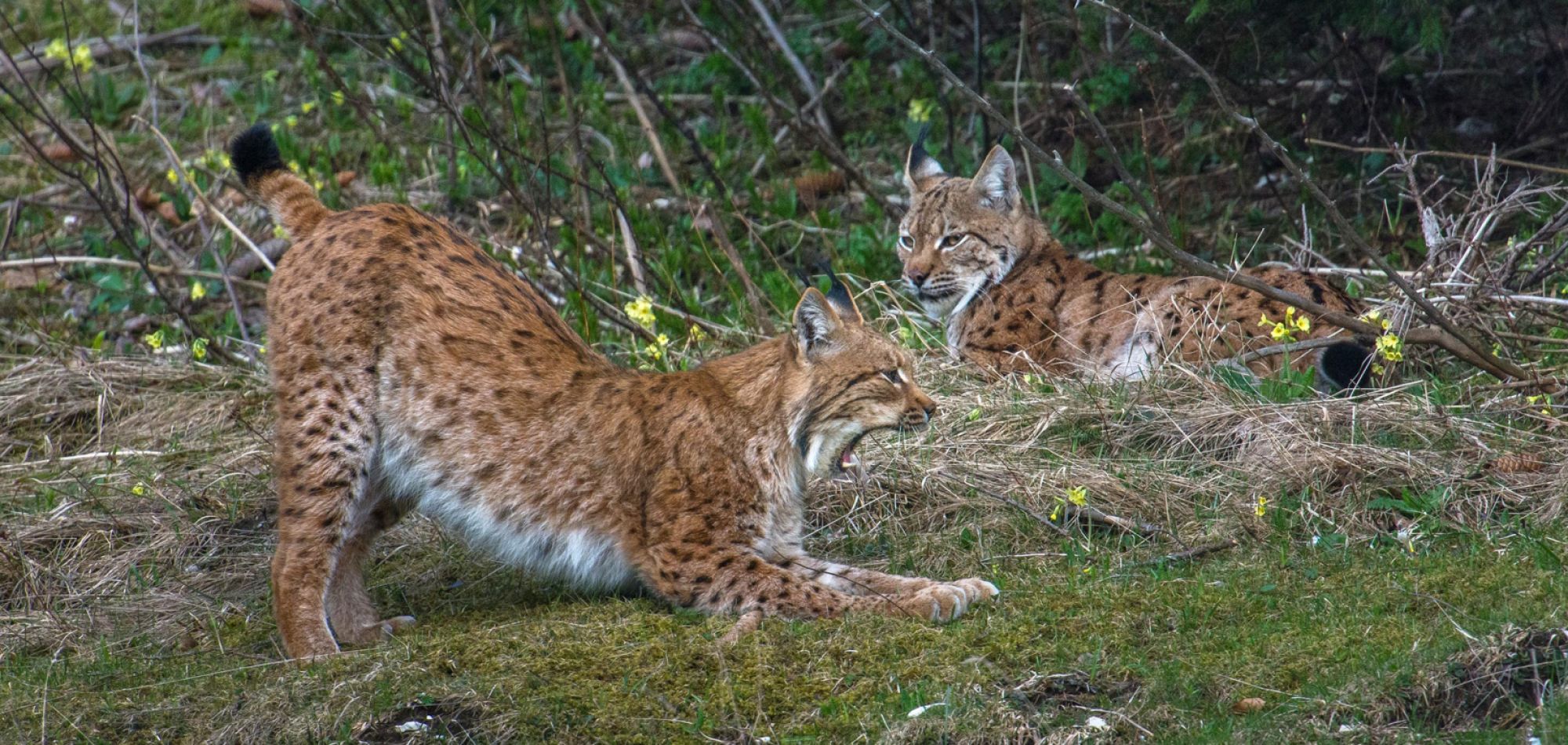 Gähnender Luchs und einer im Hintergrund in der Schweiz