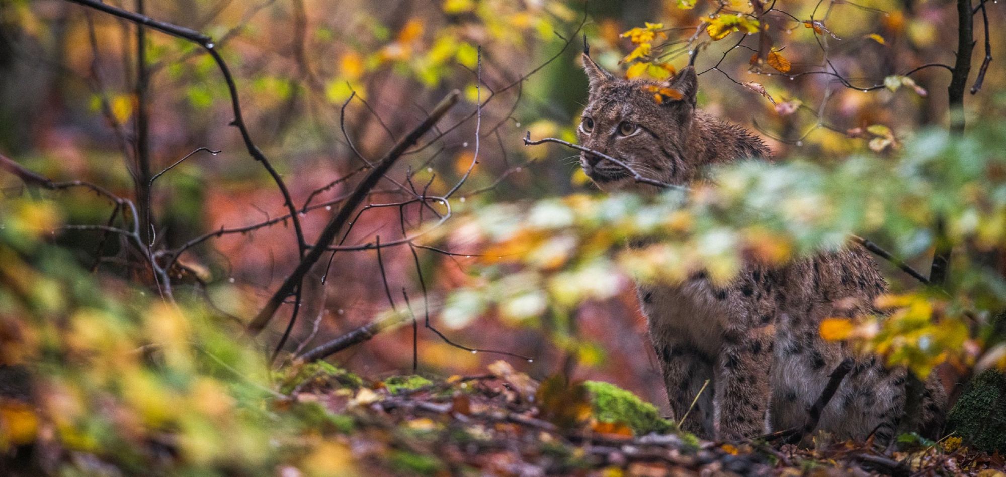 Luchs kauert im Gestrüp