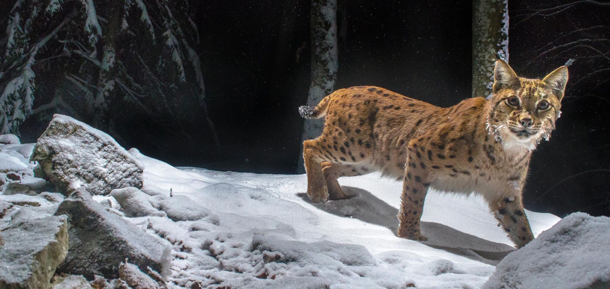 Luchs frontal im Schnee