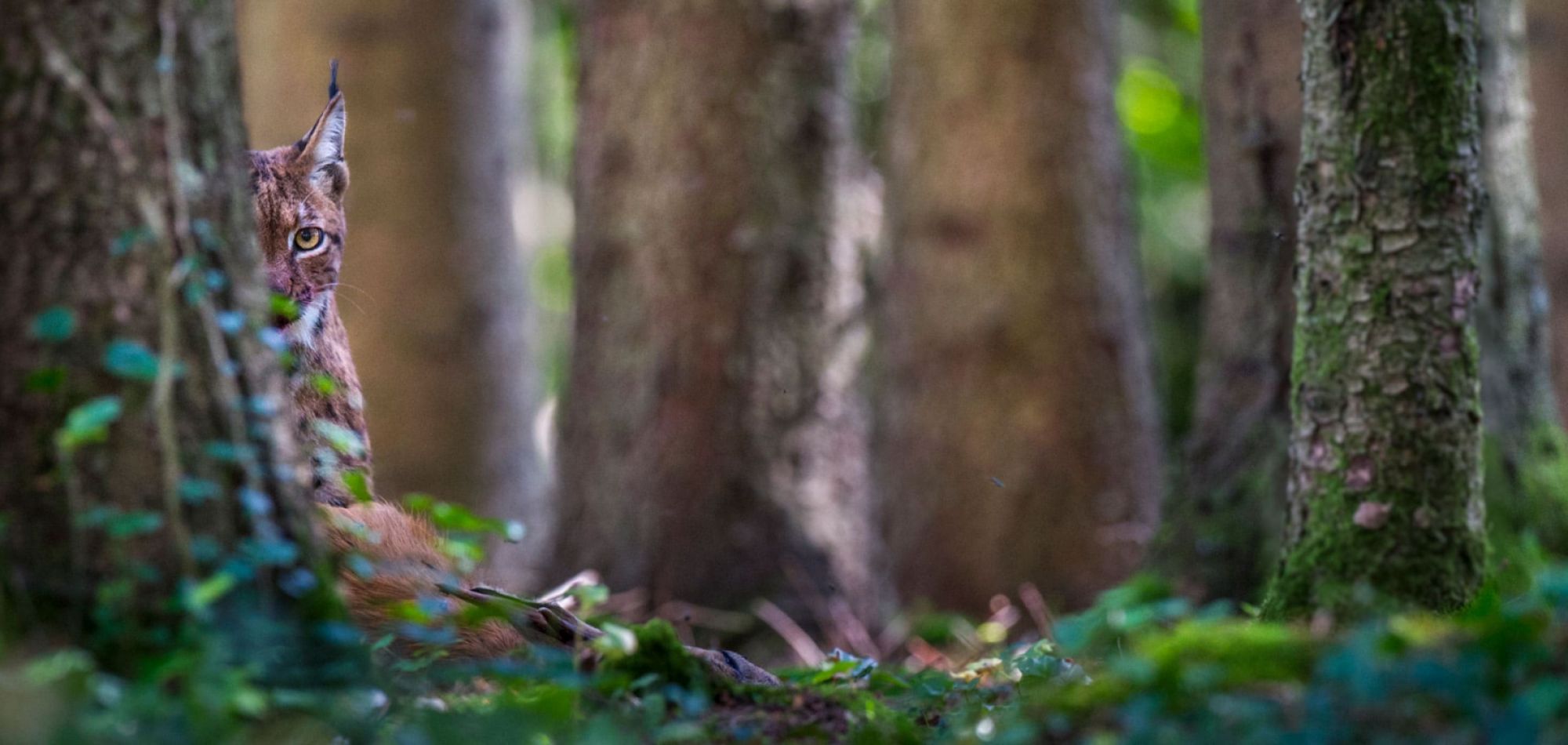 Luchs, der hinter dem Baum hervorguckt