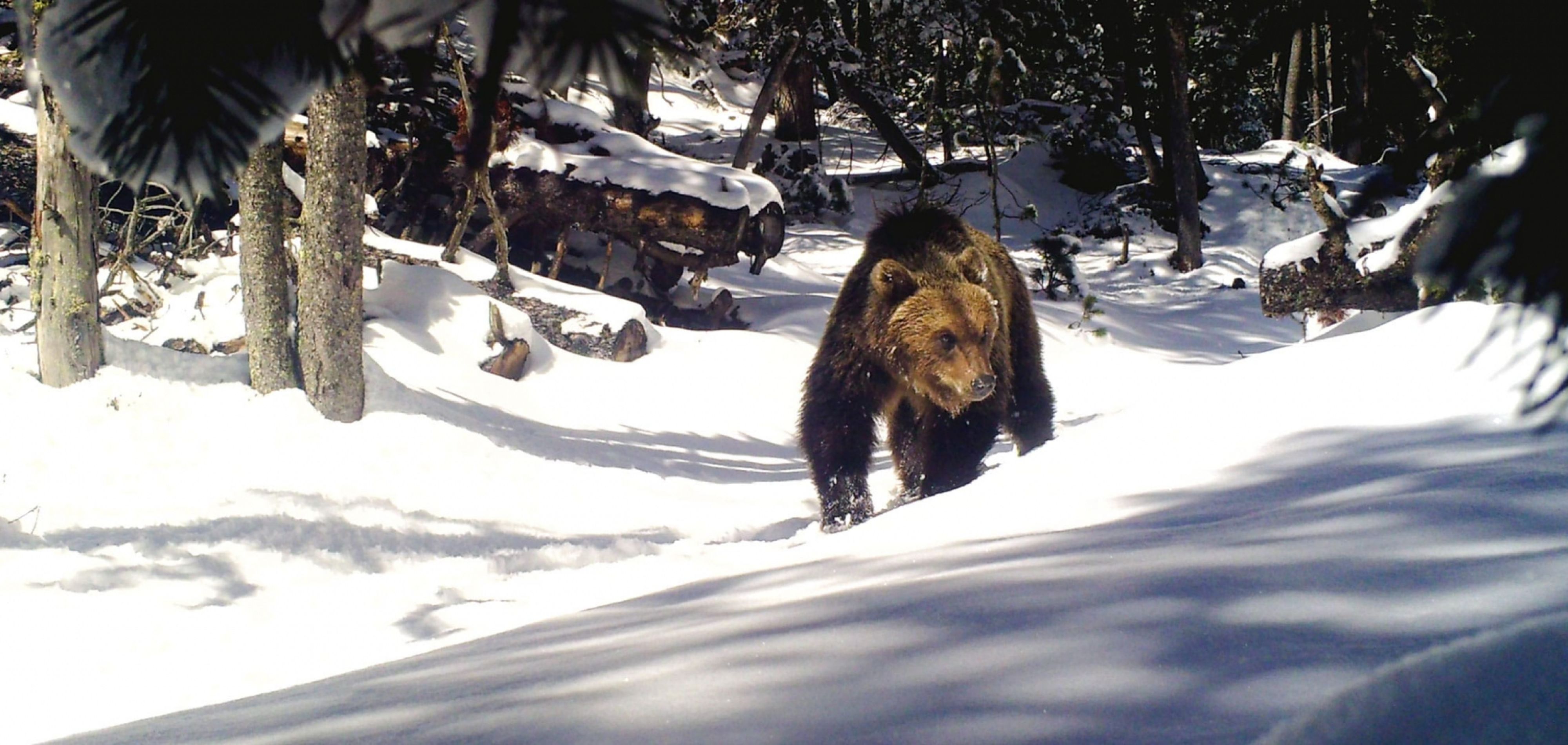 Kora – Raubtierökologie Und Wildtiermanagement Kora